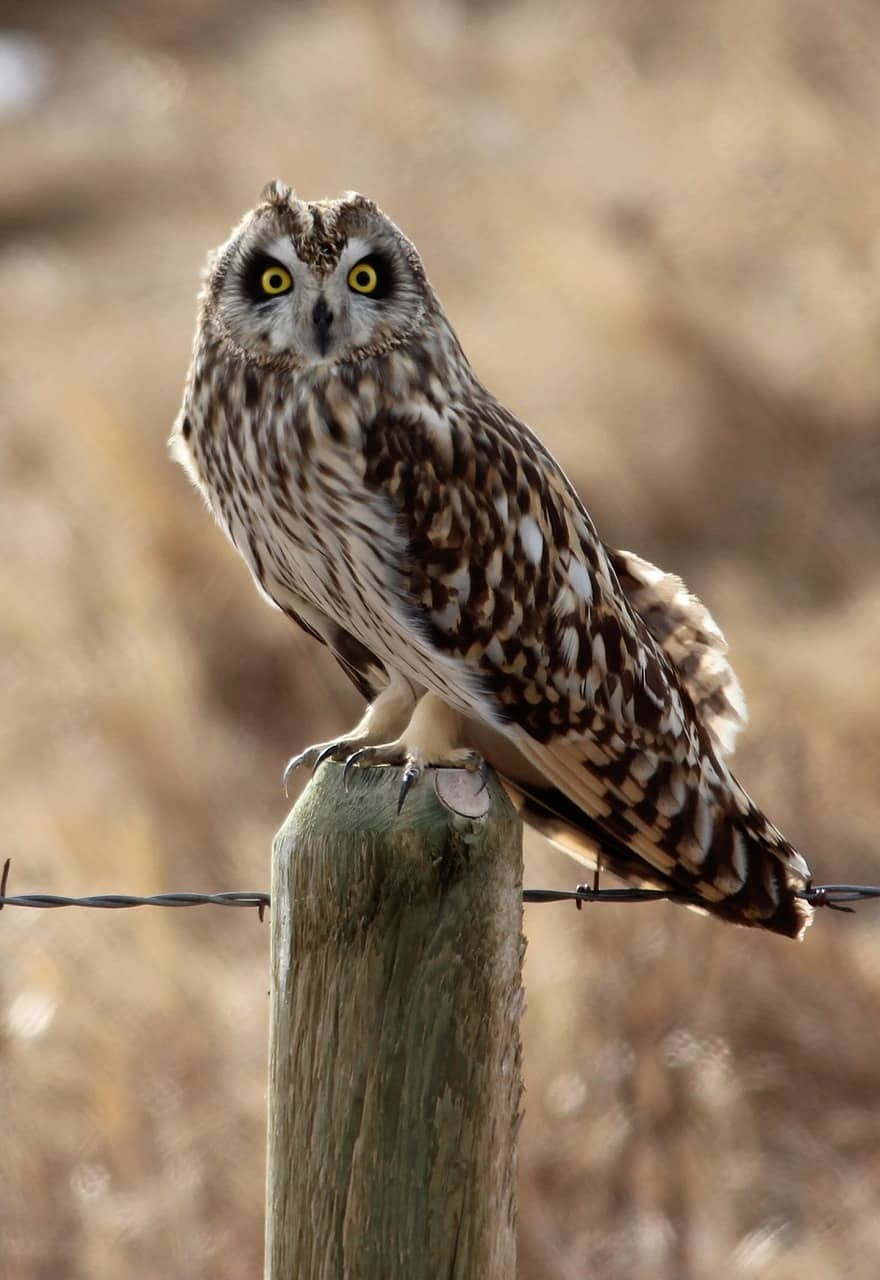 short-eared-owl-966529_1280