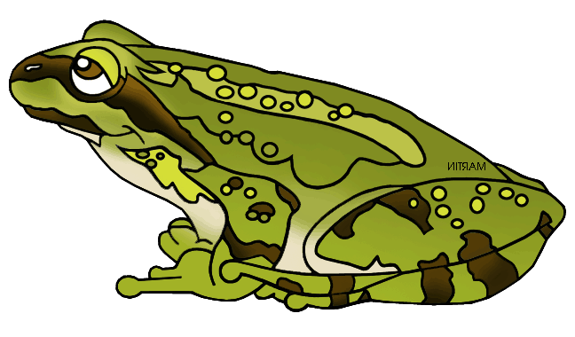 frog