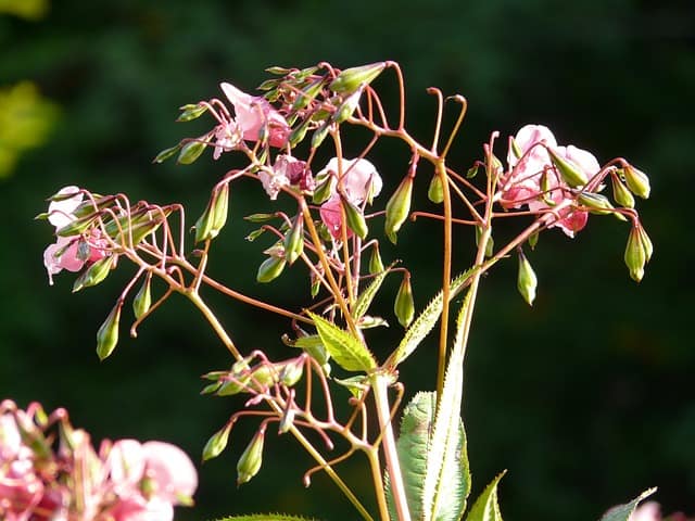 himalayan-balsam-60096_640