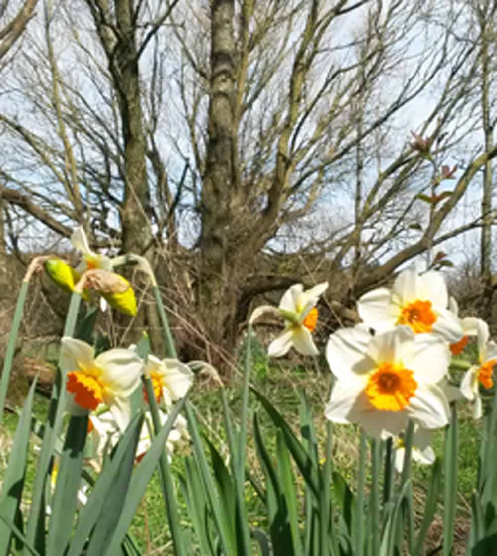 Caer-place-daffs-3