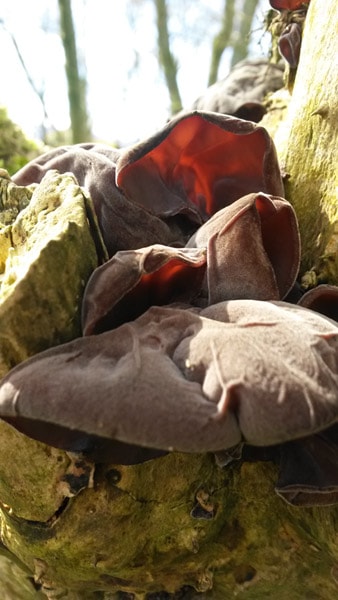 Caer-place-fungi