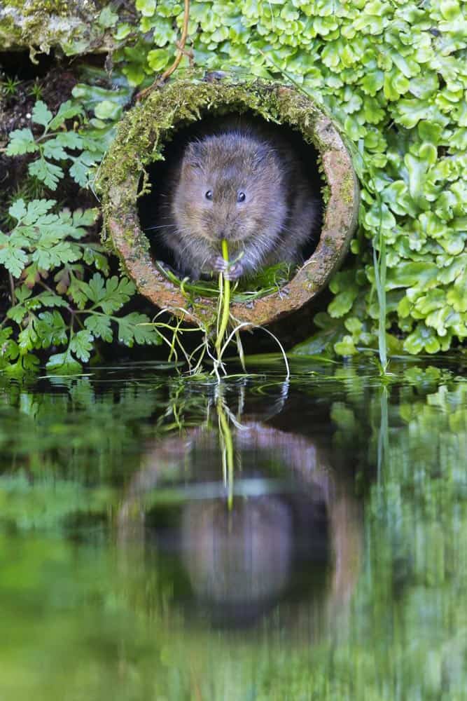 water-vole
