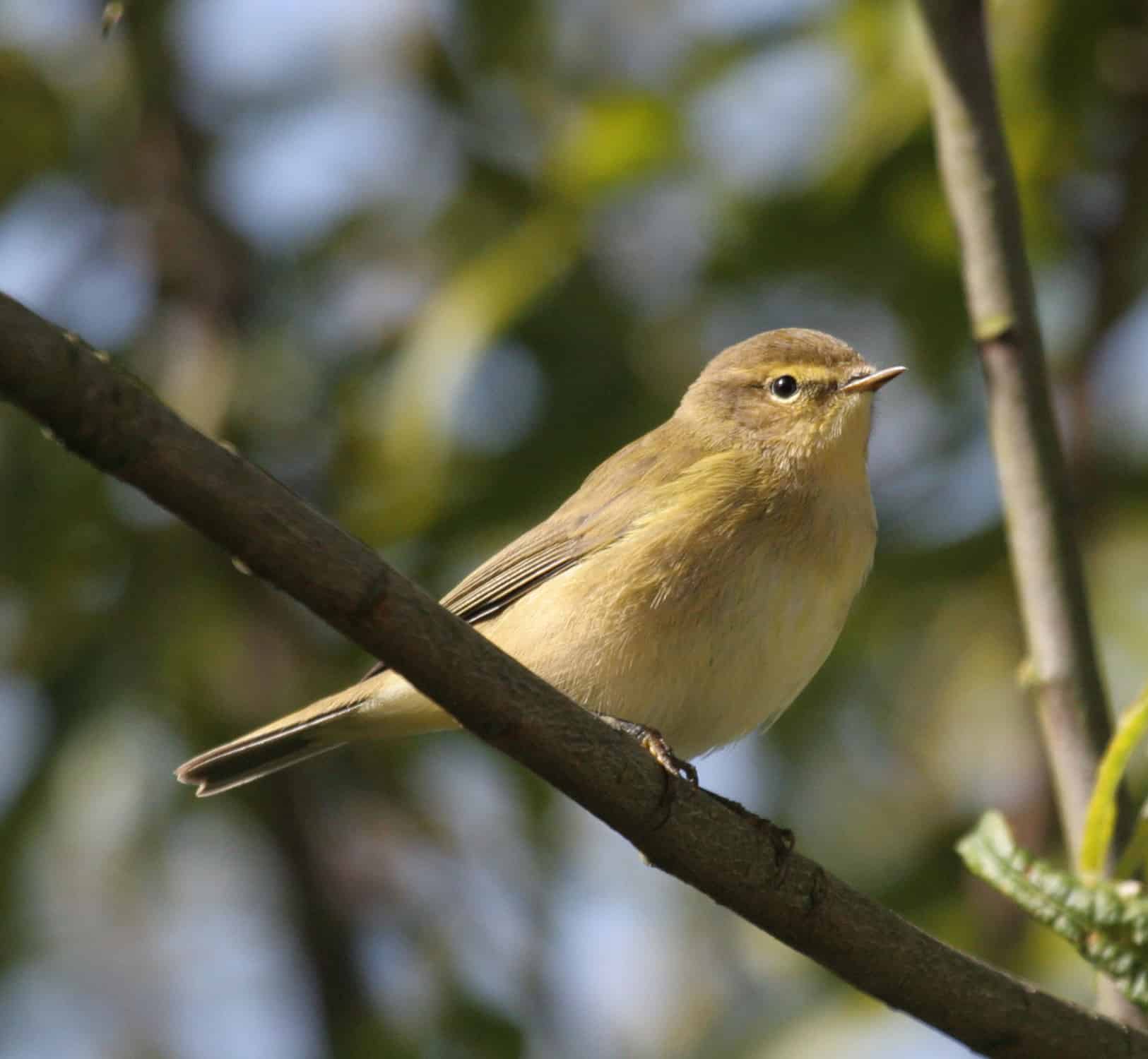 Chiffchaff4 Ray Cottrell