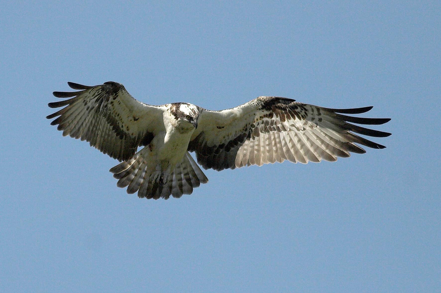 Juha Soininen Osprey