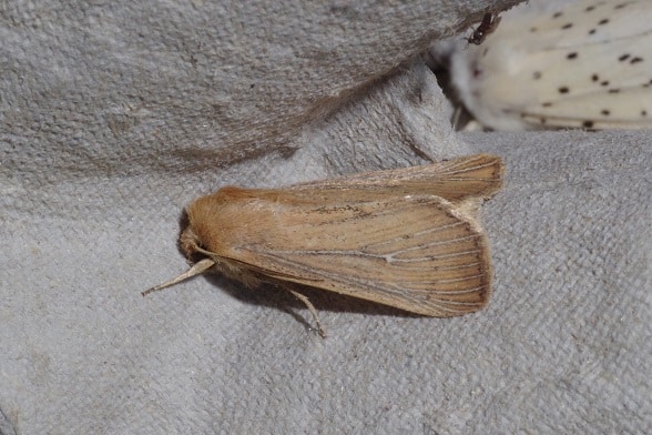 Obscure Wainscot(1)