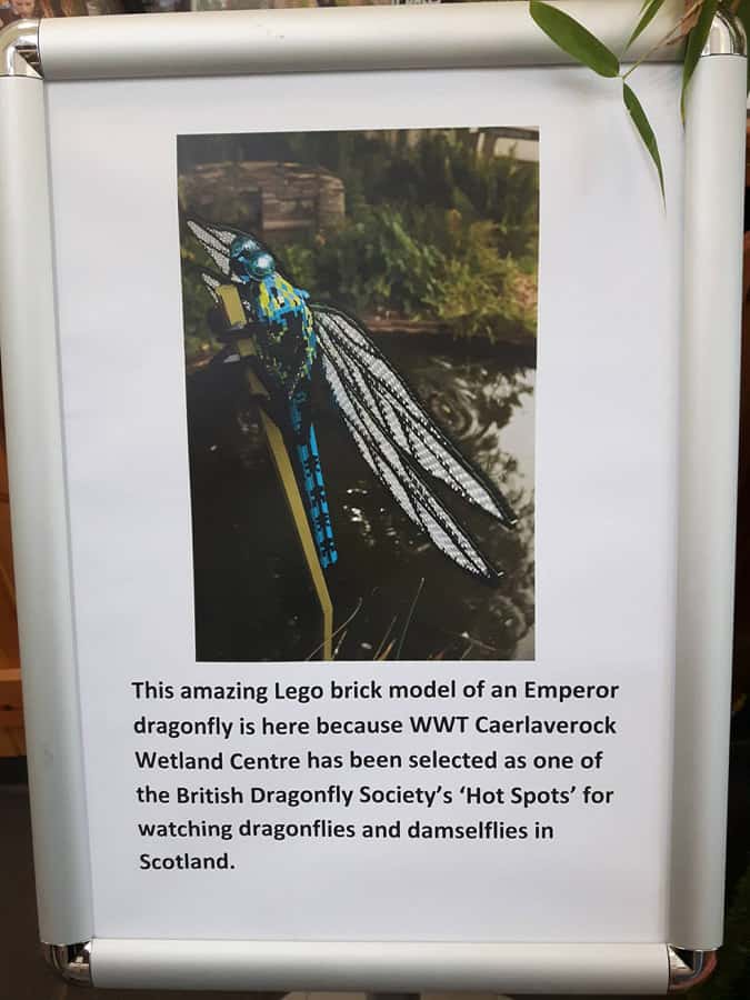 dragonfly-infofor-web