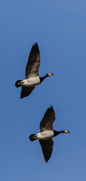 2-flying-barnies-alex-hillierweb