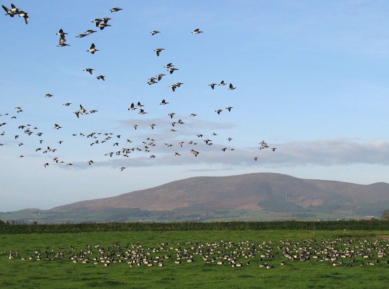 barnacle-geese-caerlaverock-brian-morrellweb