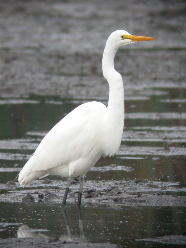 great-egret-james-leesweb