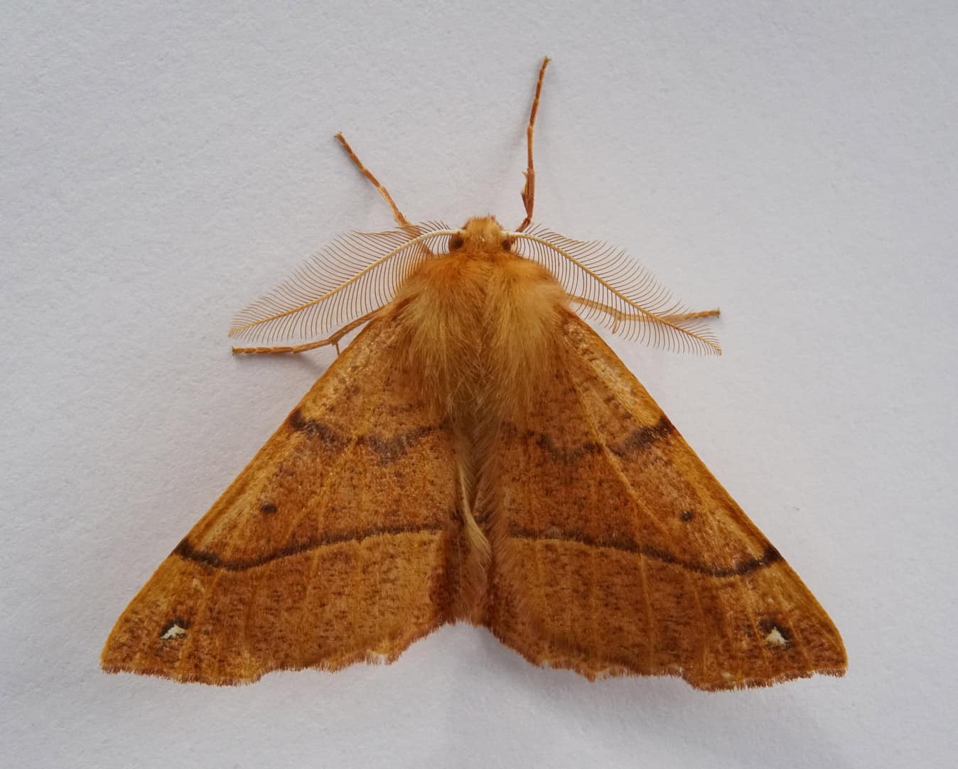 Feathered Thorn