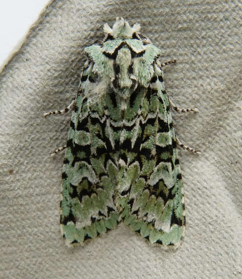 Merveille du Jour