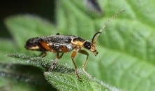Macro photograph by Bob Fitzsimmons