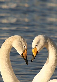 WWT Caerlaverock Whooper Swans