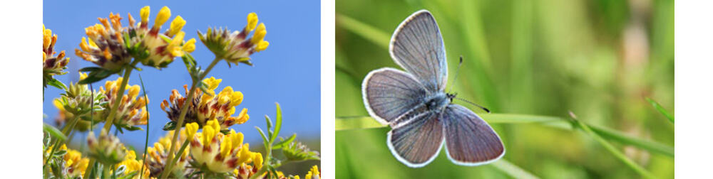 kidney vetch and small blue butterfly kidney vetch and small blue butterfly