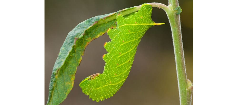 poplar hawk moth caterpillar john-bebbington