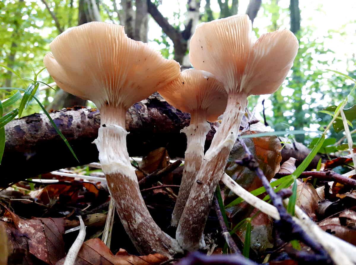 Toadstools towards the Light
