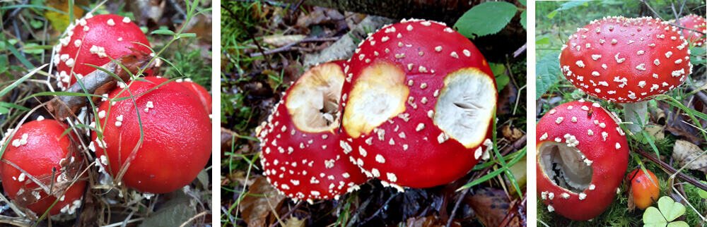 Trio of Fly Agaric